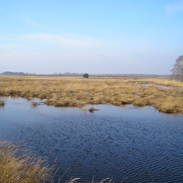 Das Oppenweher Moor in Nordrhein-Westfalen