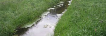LSG „Libellen-Biotop Swinelake“ Öffentliches Beteiligungsverfahren vom 24. Mai bis 26. Juni 2017