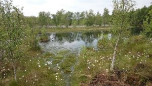 Nährstoffarmes Stillgewässer im Renzeler Moor