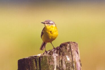 Einladung zur öffentlichen Informationsveranstaltung zur Managementplanung im EU Vogelschutzgebiet (EU-VSG) Kuppendorfer Böhrde